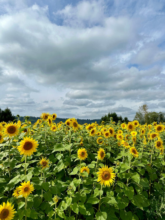 Embracing the Spring Equinox: A Season for Renewal